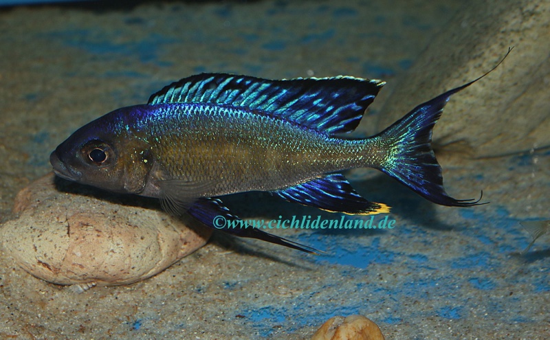 Cyathopharynx sp. 'furcifer north' Gitaza